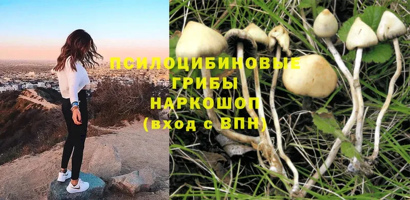 Псилоцибиновые грибы Psilocybe  Алексеевка 